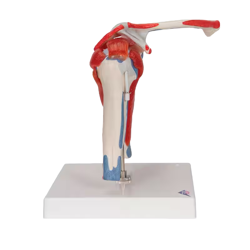 Anatomisch Schoudermodel met afneembare spieren - Afbeelding 3
