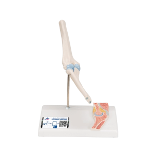 Een anatomisch model mini elleboog op een standaard