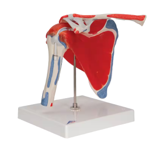 schuin aanzicht van anatomisch schoudermodel met afneembare spieren