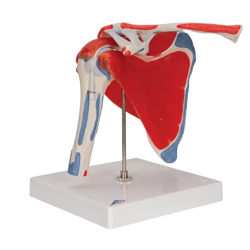 schuin aanzicht van anatomisch schoudermodel met afneembare spieren