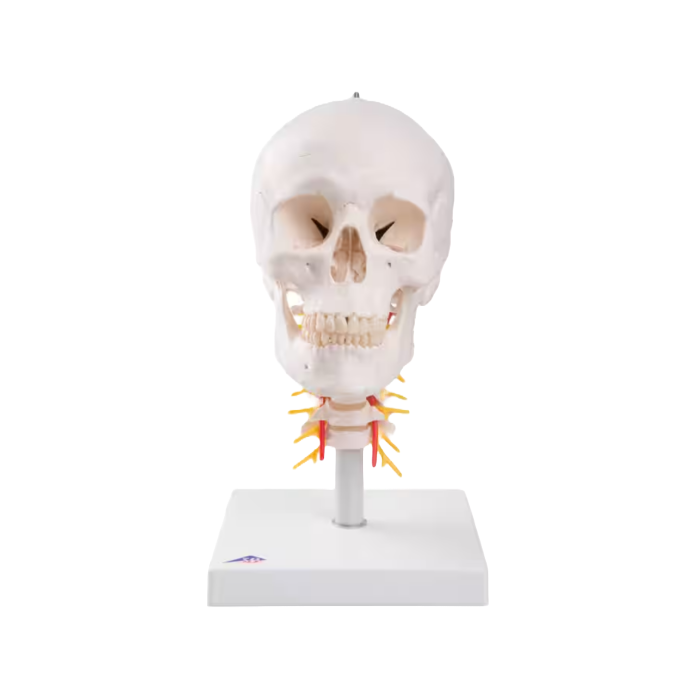 Een Schedel op cervicale wervelkolom