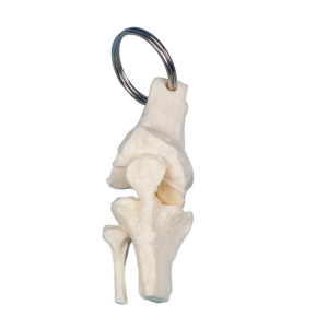 een sleutelhanger van een anatomisch model knie