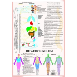 anatomische kaart a2 wervelkolom