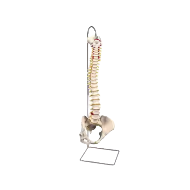 Een wervelkolom van 72cm op een standaard