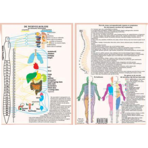 anatomische kaart a4 wervelkolom