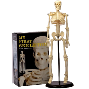 Een skelet op standaard van 40 cm met daar naast een productdoos