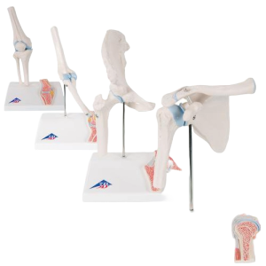 Een anatomisch model van de mini serie van 4 met daarin een mini heup, een mini schouder, een mini knie en een mini elleboog