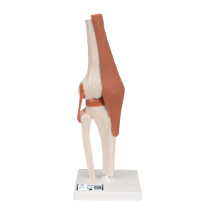 Een anatomisch kniegewricht model op een standaard