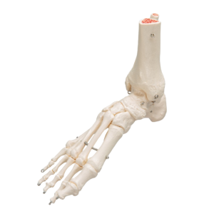 Een anatomisch model van een enkelgewricht