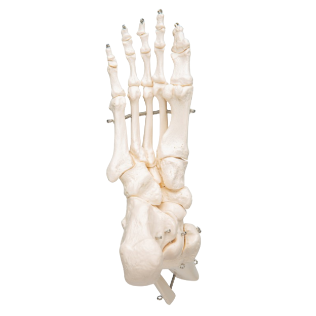 Anatomisch model - Enkelgewricht - Afbeelding 2