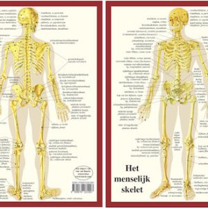 anatomische kaart a4 skelet