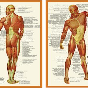 anatomische kaart a4 spieren