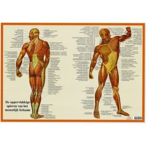 anatomische kaart spieren