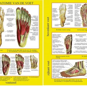 anatomische kaart a4 voet