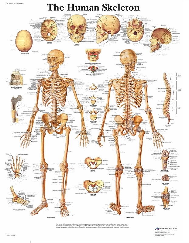 Een poster met daarop het menselijk skelet
