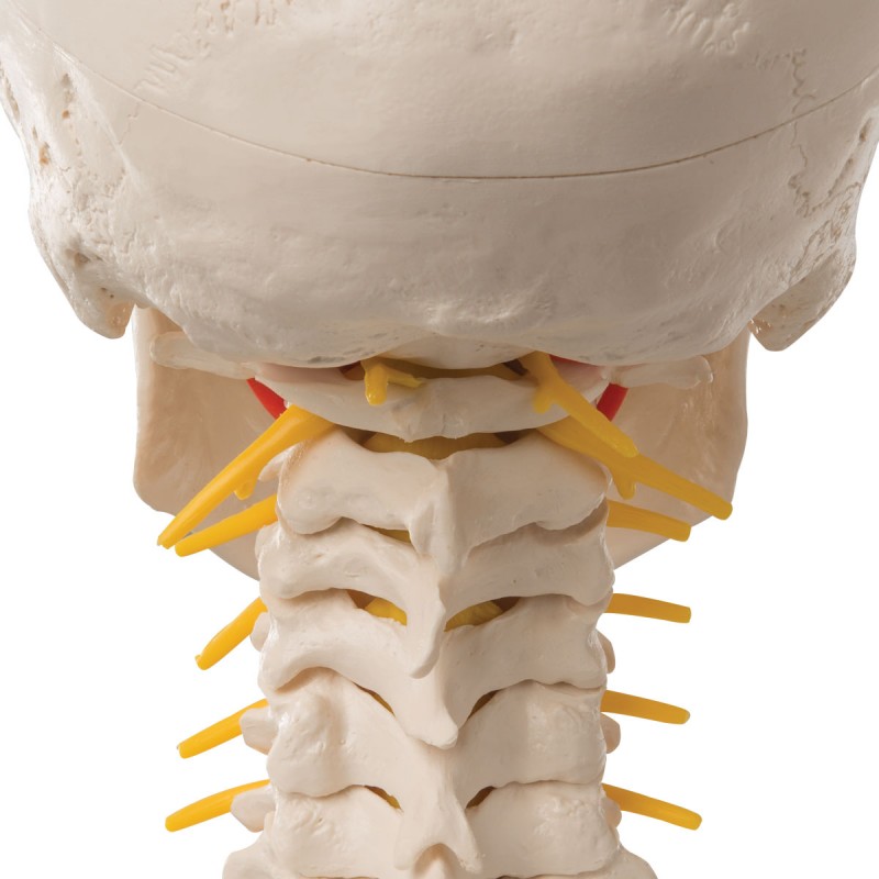 Schedel op cervicale wervelkolom - Afbeelding 2