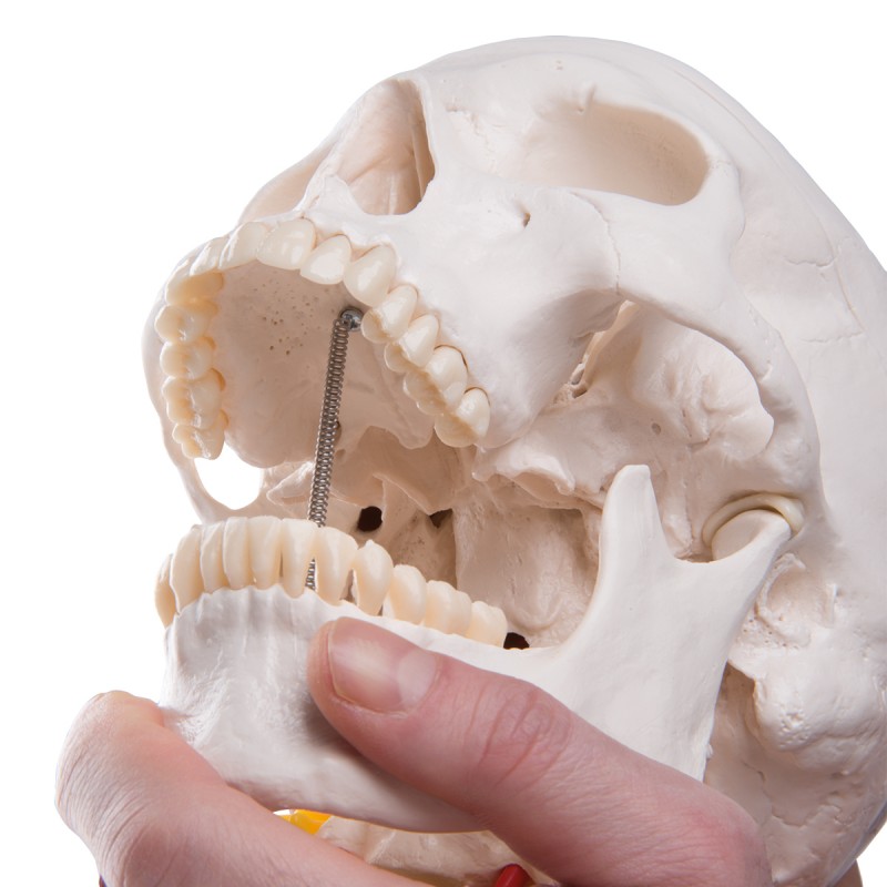 Schedel op cervicale wervelkolom - Afbeelding 3