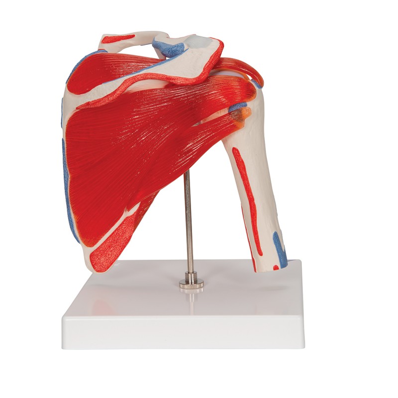Anatomisch Schoudermodel met afneembare spieren - Afbeelding 2