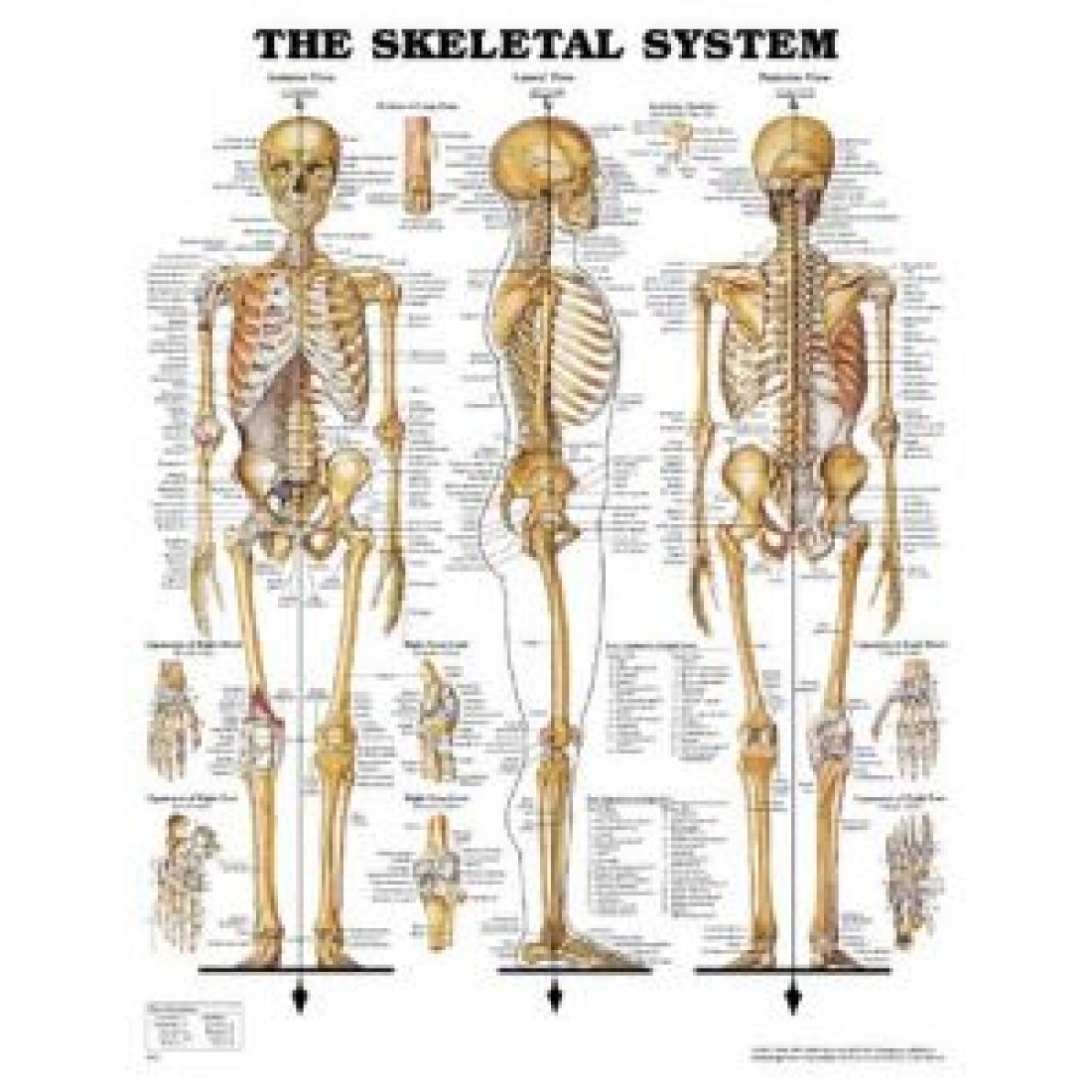 Bone system. Скелетная система человека плакат. Строение скелета анатомия. Атлас строения скелета. Строение человека кости скелета.