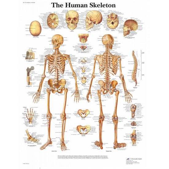 Iets Pebish ik heb nodig Poster Het Menselijk Skelet (Dubbelzijdig Gelamineerd)