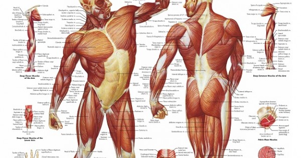 Анатомия для массажиста в картинках